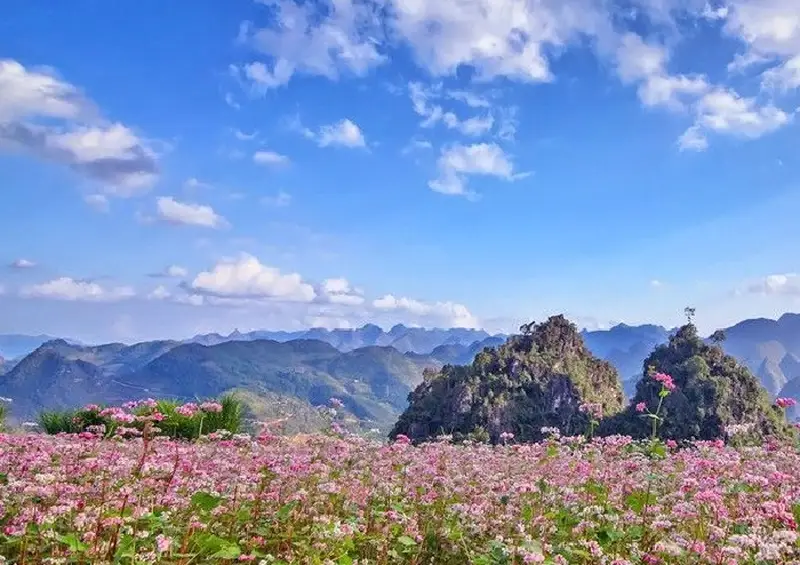 Buckwheat flower fields overlooking Ha Giang mountains Safety, road conditions, and practical tips for the Ha Giang Loop