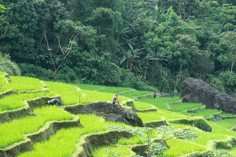 Lush terraces in Pu Luong Valley ha long bay alternatives