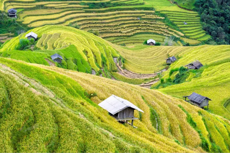Golden rice terraces surrounding Mai Chau valley mai chau homestay