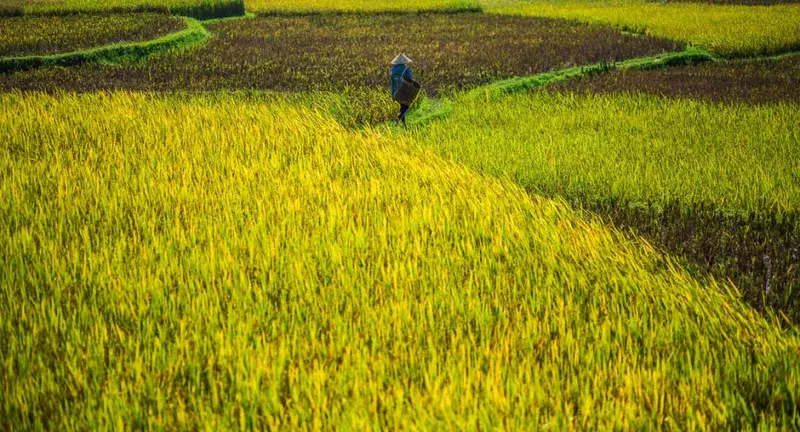 Beautiful harvest landscape in Mai Chau mai chau what to do
