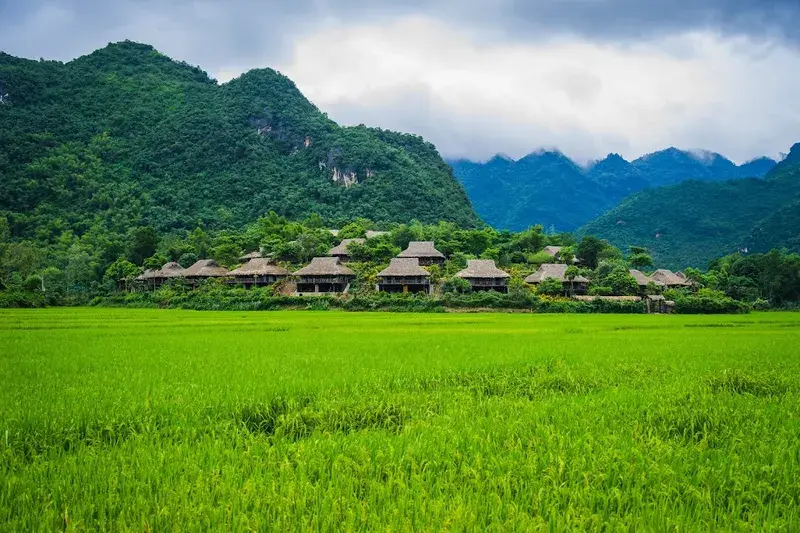 Poom Coong Village beside lush rice fields what to do in mai chau