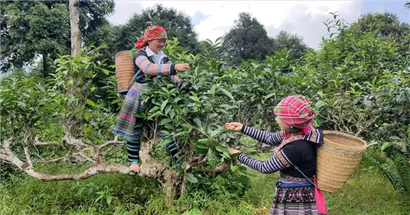 Harvesting Shan snow tea in Sapa Harvesting Shan snow tea in Sapa