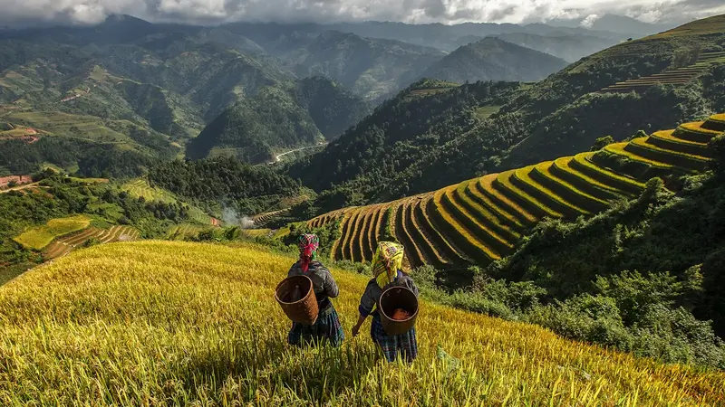 Traditional harvest scene on Sapa terraces sapa shopping